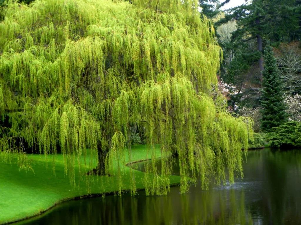 تعبیر خواب درخت بید 1