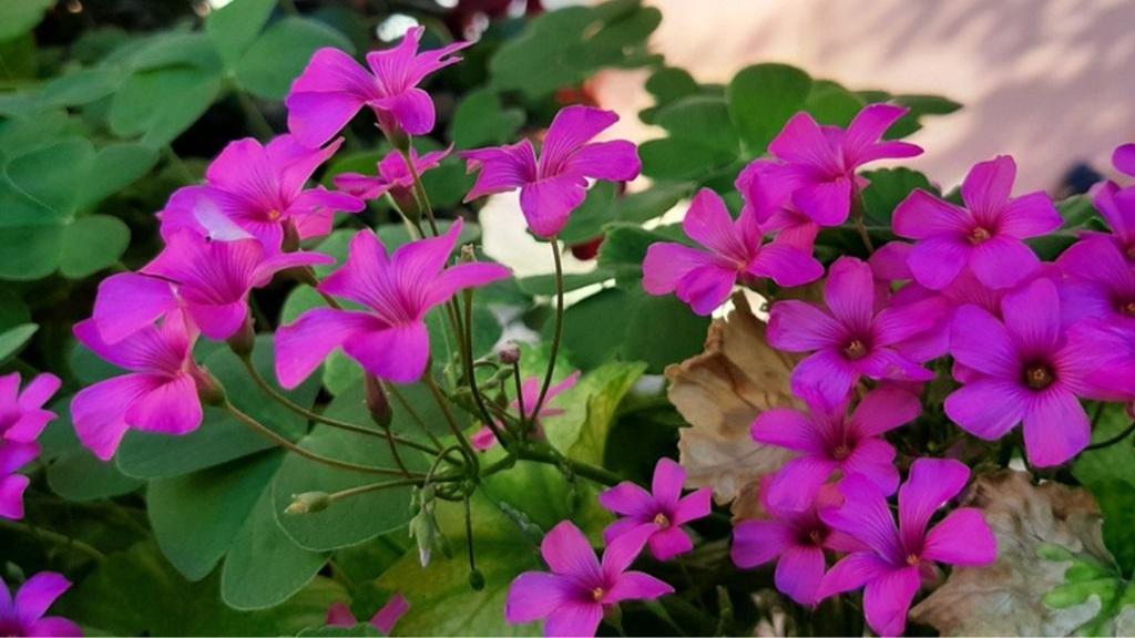 علت پژمردگی گل پروانه ای (اگزالیس)، تشخیص و احیای اگزالیس پژمرده