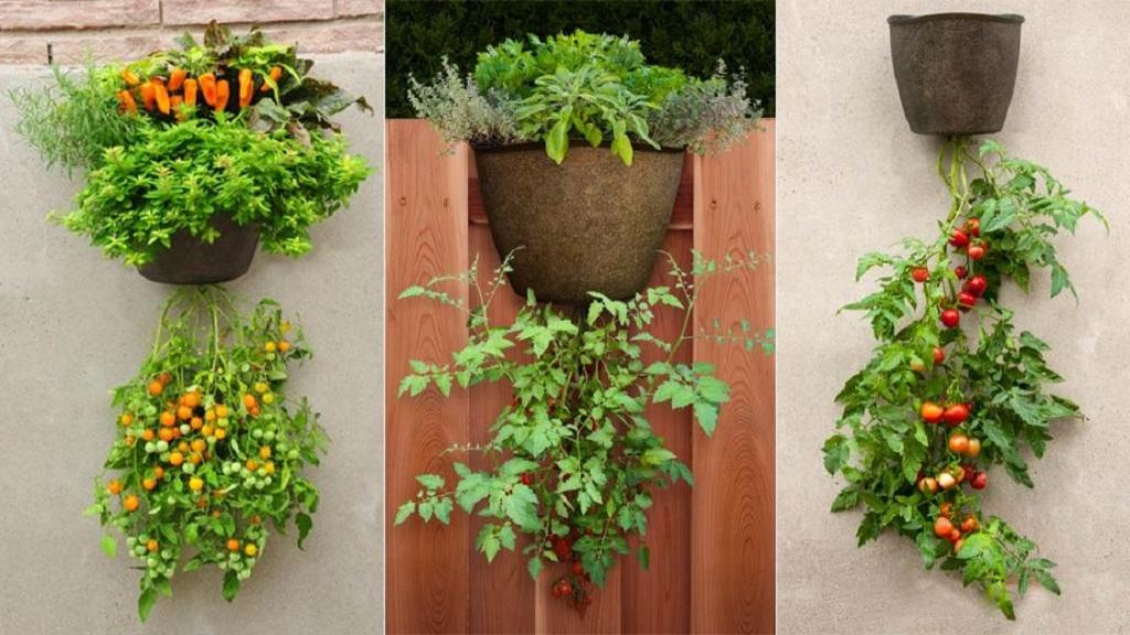 بهترین سبزیجات و صیفی جات برای کاشت در گلدان در خانه + شرایط رشد