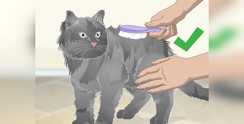 راه پیشگیری از هربال (جمع شدن مو در معده)در گربه