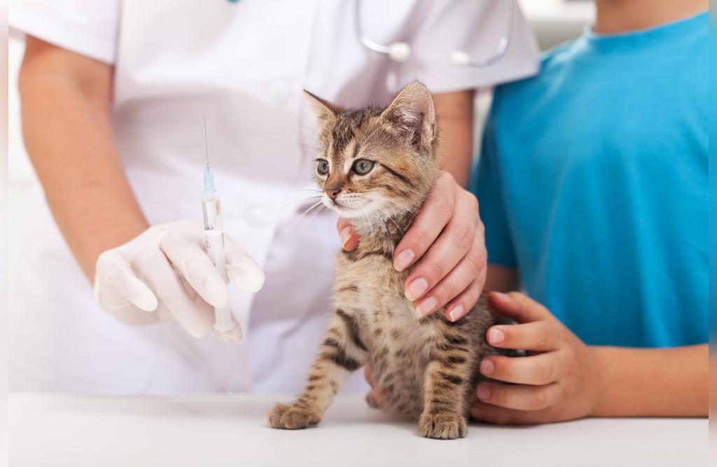 واکسیناسیون حیوانات خانگی: سگ ها و گربه ها