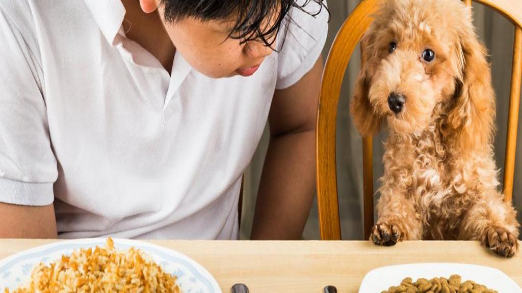 غذای مرطوب و خشک سگ کدام بهتر است؛ مزایا، معایب و مشخصات تغذیه ای