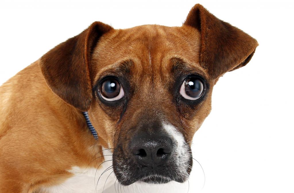 علل بروز یبوست در سگ ها