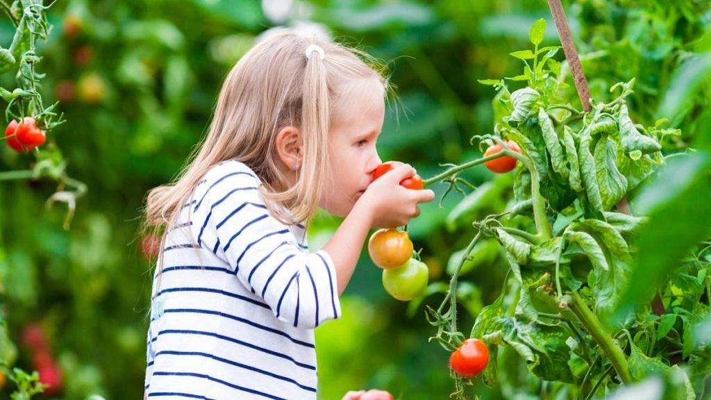 آموزش باغبانی برای مبتدیان؛ نکات، ابزار و زمان کاشت سبزیجات آسان