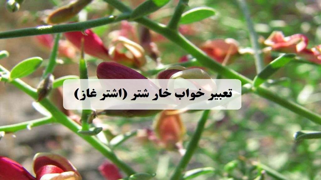 تعبیر خواب اشتر غاز؛ معنی دیدن گیاه خارشتر در خواب امام صادق