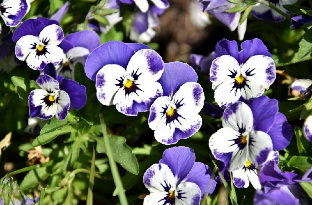 تعبیر خواب گل بنفشه 5