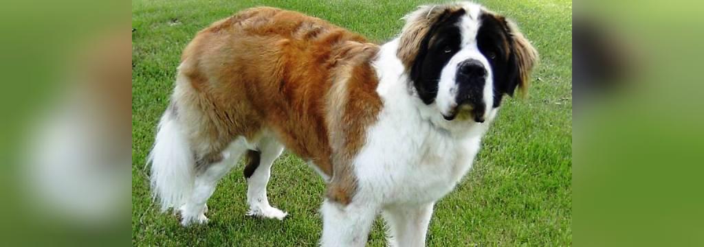 25 سگ خطرناک جهان