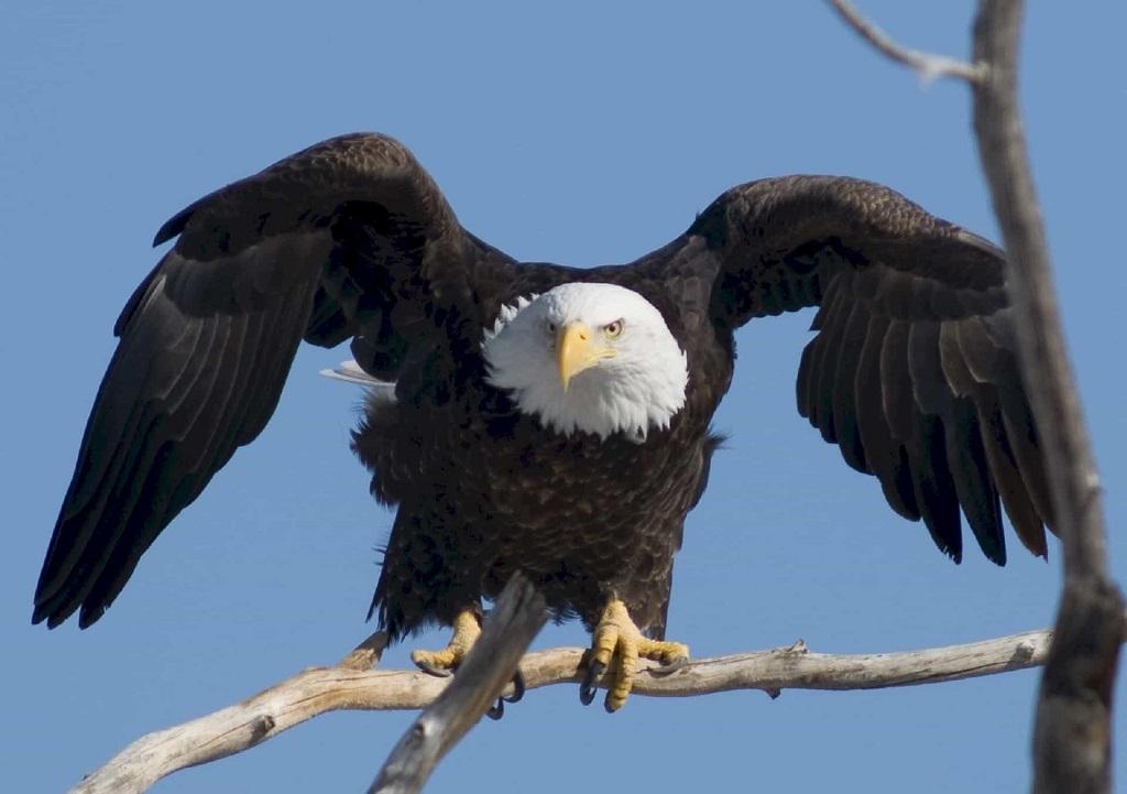 تعبیر خواب پرواز عقاب بالای سر