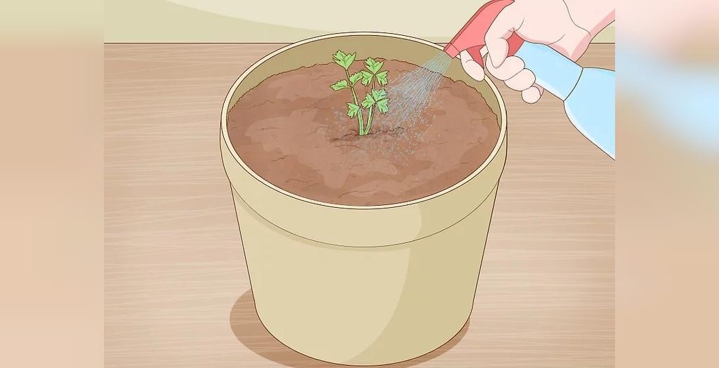 چگونه کرفس در گلدان بکاریم