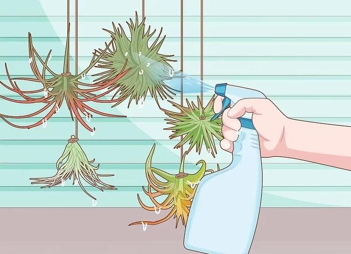 نحوه آبیاری گیاهان هوازی 7