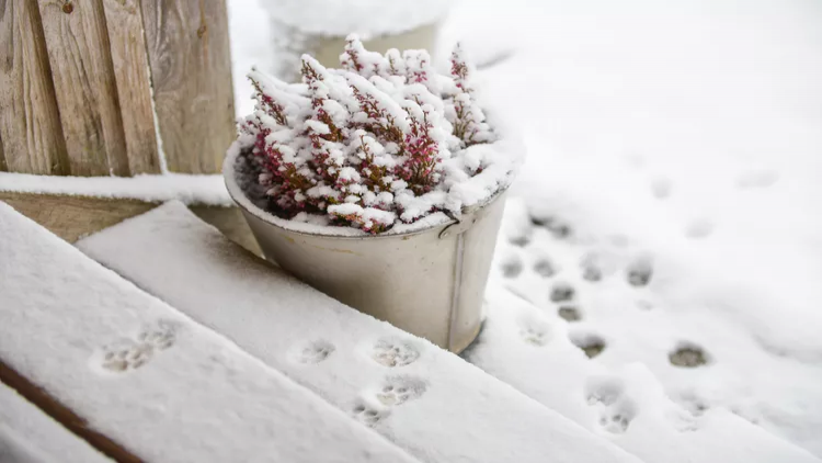 بهترین گیاهان زمستانی مقاوم به سرما و یخبندان+ شرایط نگهداری