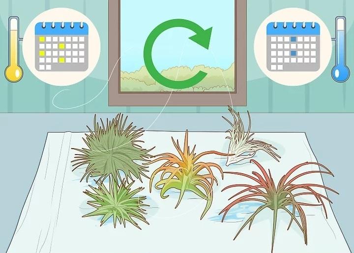 نحوه آبیاری گیاهان هوازی 5