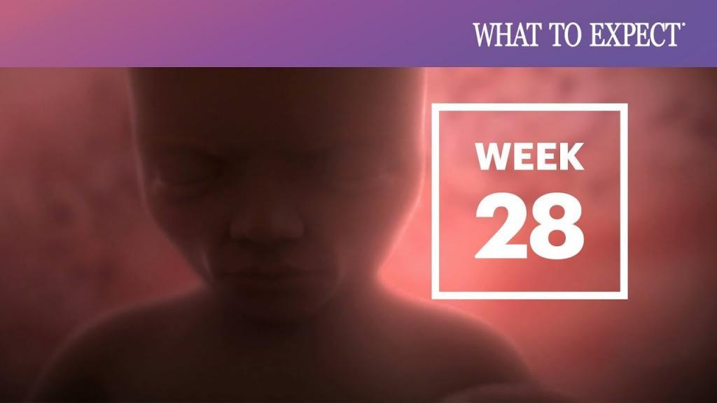 اتفاقات مهم حاملگی در هفته بیست و هشتم بارداری