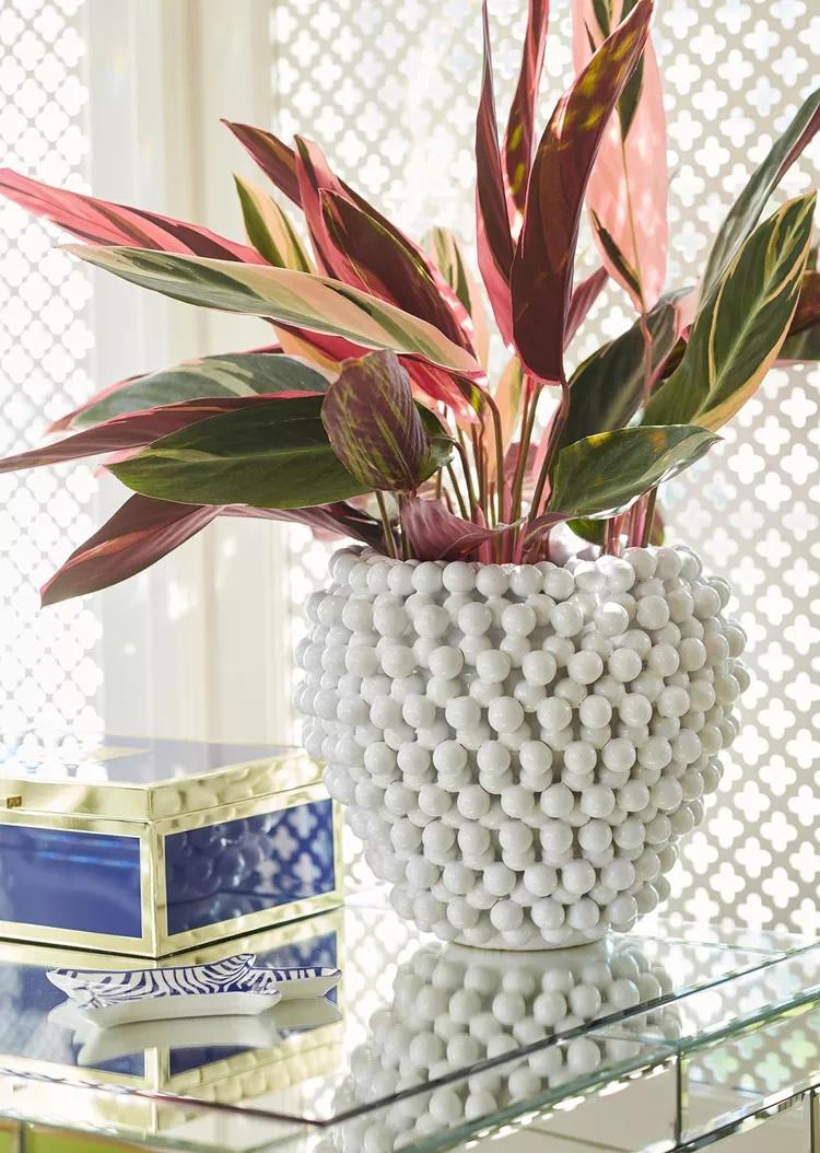 نگهداری گل های برگ‌صورتی 6