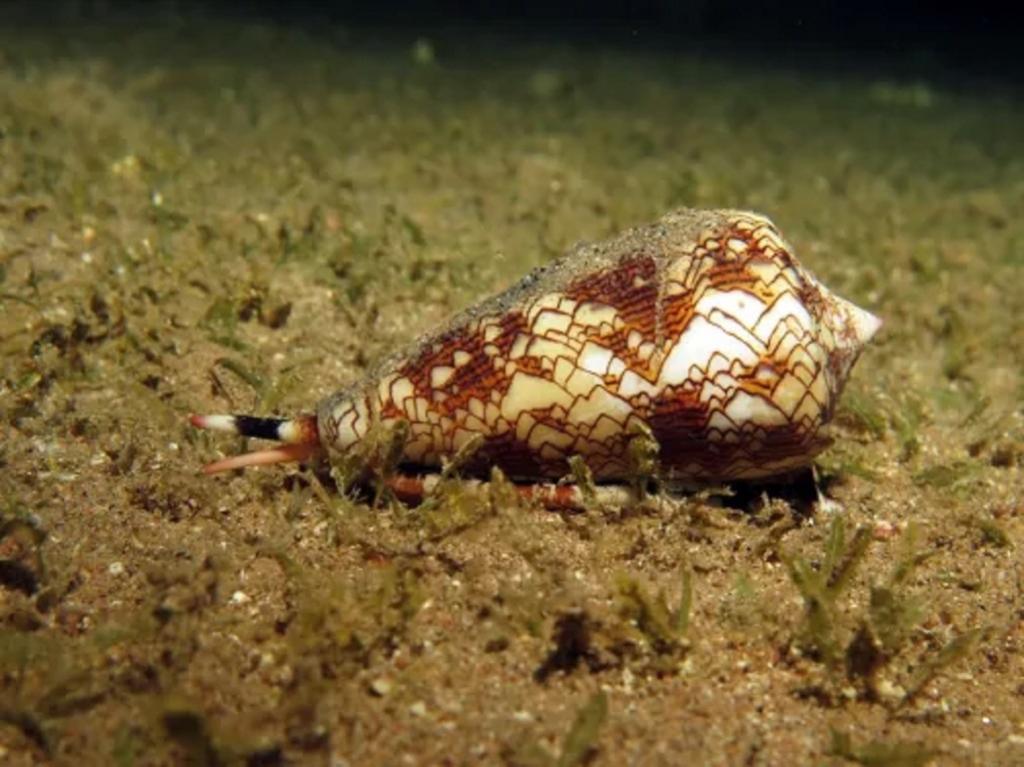 از موجودات دریایی خطرناک: حلزون مخروطی 