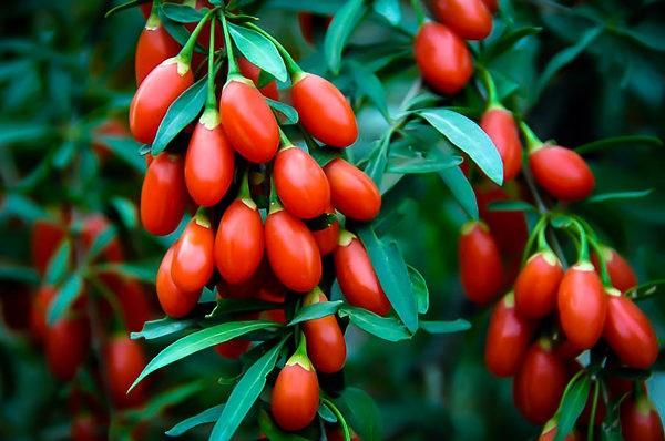 نکات جالب درباره گوجی بری
