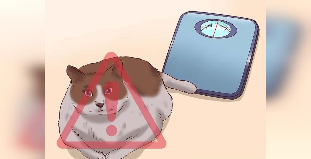 ارتباط بین وزن گربه با یبوست