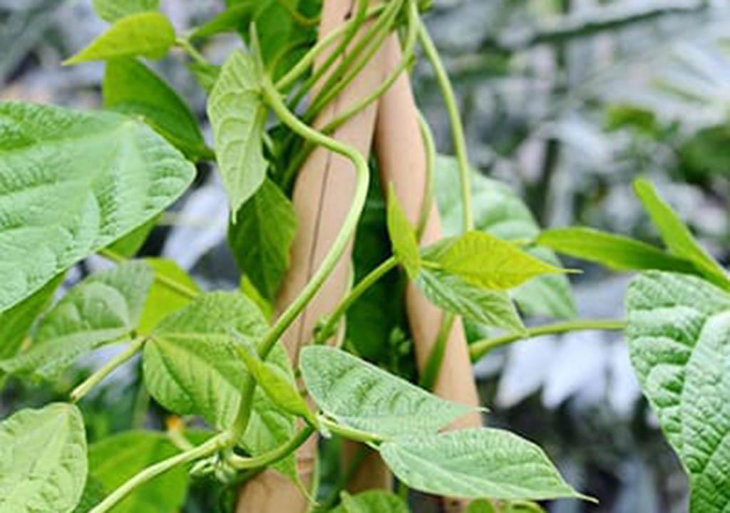روش کاشت لوبیا سبز در گلدان