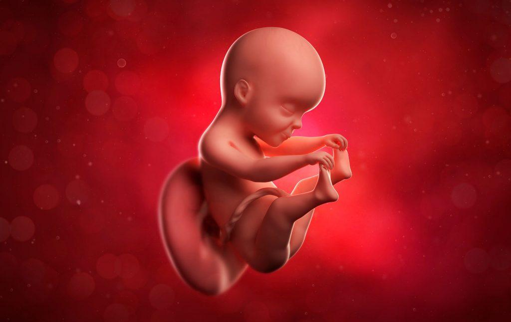 Fetus in the 25th week of pregnancy