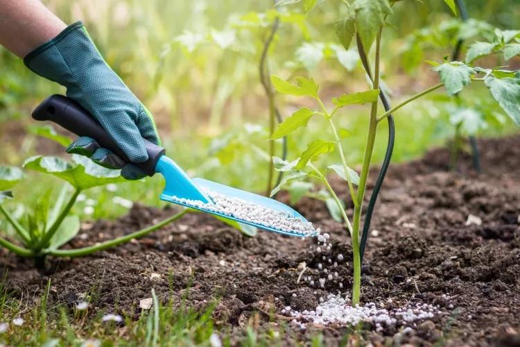علت رایج زردی برگ گوجه‌فرنگی 8