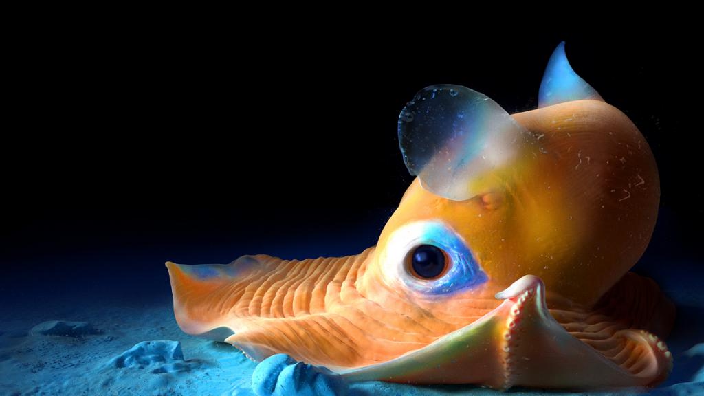عجیب ترین حیوانات دریایی: اختاپوس دامبو