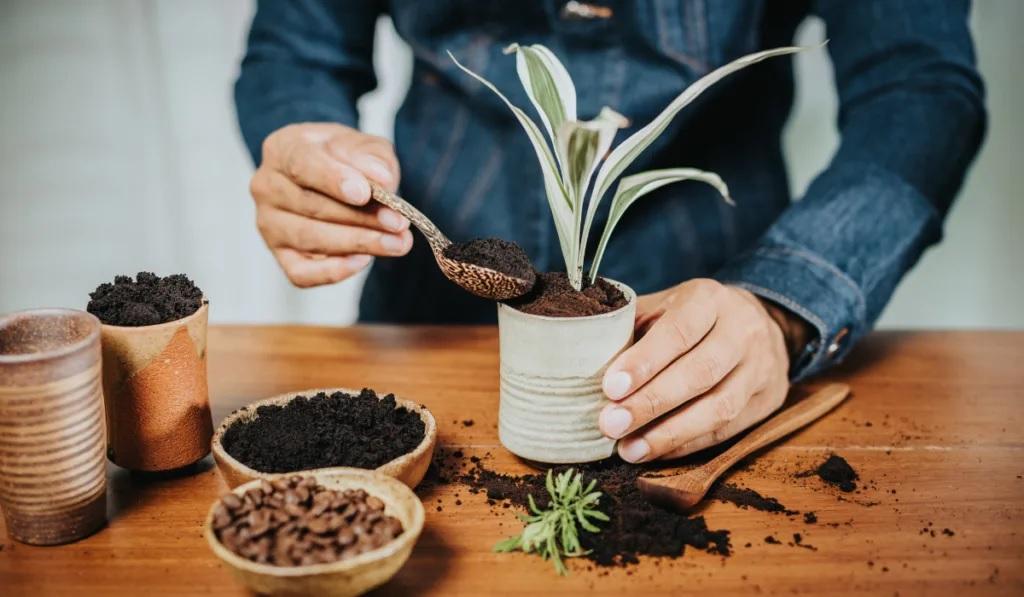 آیا تفاله قهوه می تواند به گیاهان آسیب برساند؟
