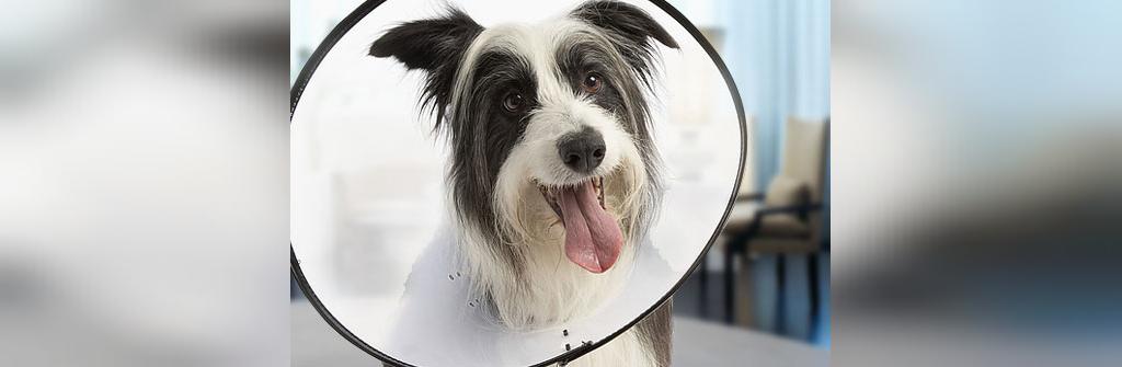 باور غلط: لیس زدن، زخم سگ ها را درمان می کند