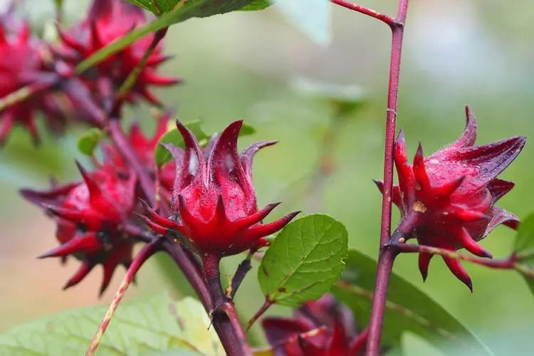 گیاهان مناسب برای هایلایت و لولایت 2