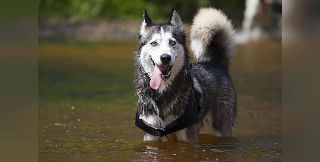 هاسکی سیبری، از قدرتمندترین نژادهای سگ در دنیا 