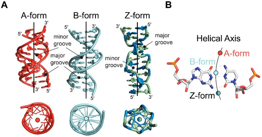 انواع DNA