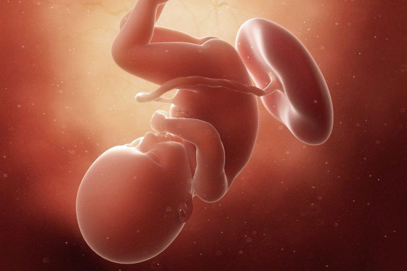  حرکات جنین در هفته سی و شش بارداری