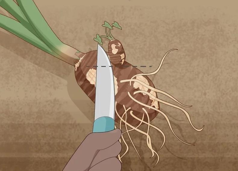 نحوه تکثیر گیاهان گوش فیل 5