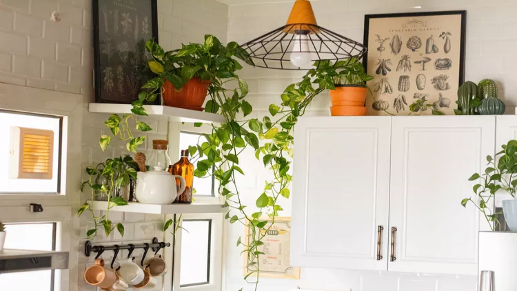 گیاهان آپارتمانی مناسب آشپزخانه؛ 10 گل برای رشد در آشپزخانه