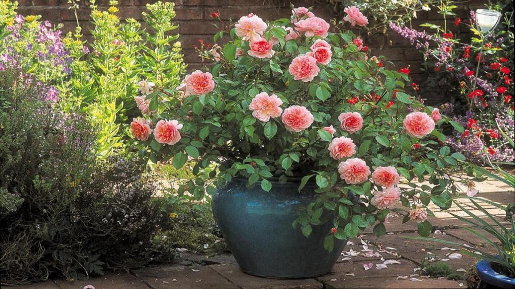 کاشت گل رز در گلدان برای مبتدیان و شرایط نگهداری آن در خانه