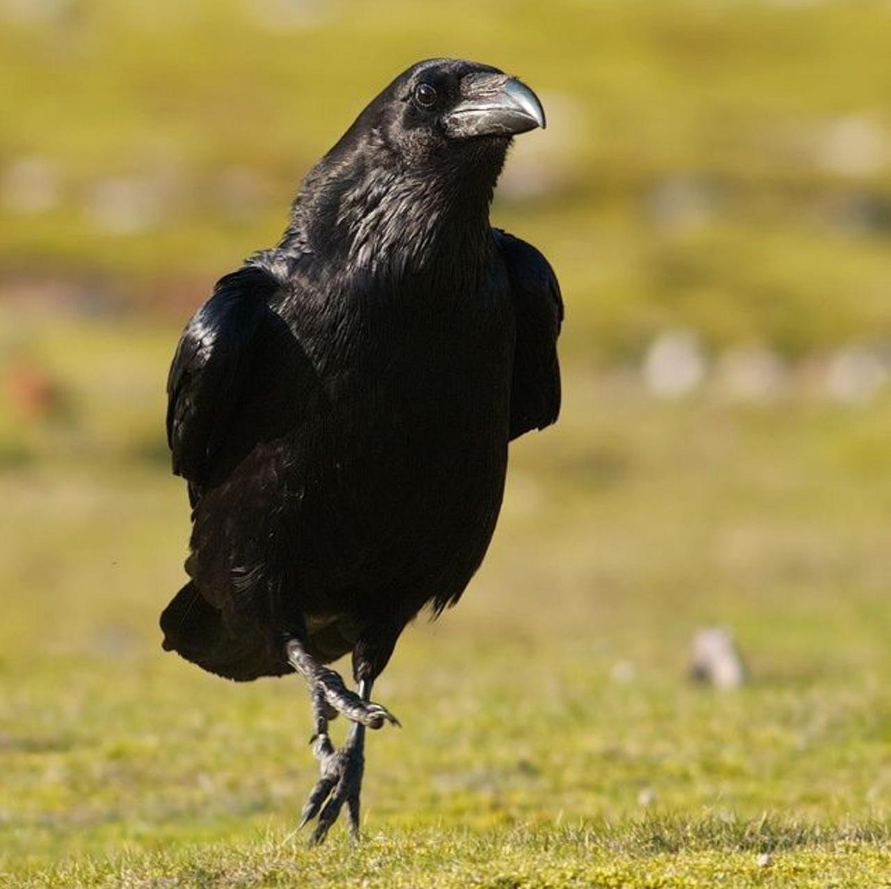 سازگاری عشقی طوطی کلاغ (Raven )