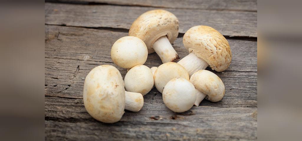 قارچ هایی که می توانید در دوران بارداری بخورید
