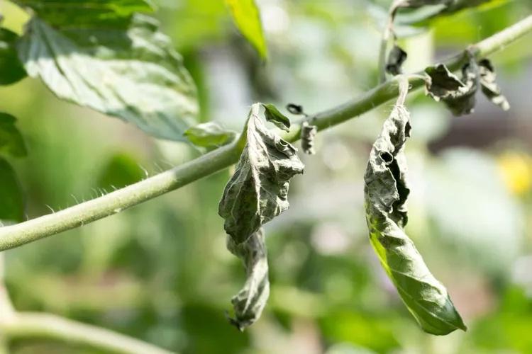 علت رایج زردی برگ گوجه‌فرنگی 9