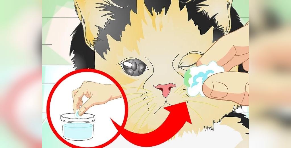 بچه گربه های مبتلا به عفونت چشم 