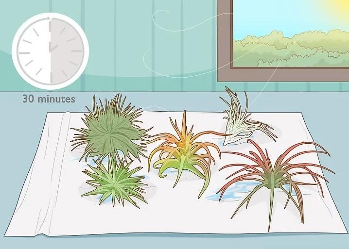 نحوه آبیاری گیاهان هوازی 4