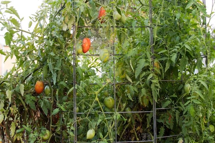 علت رایج زردی برگ گوجه‌فرنگی 2