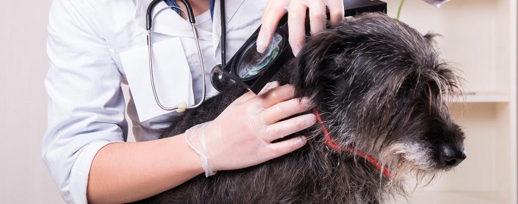 چگونه دامپزشکان پیودرما را در سگ ها تشخیص می دهند؟