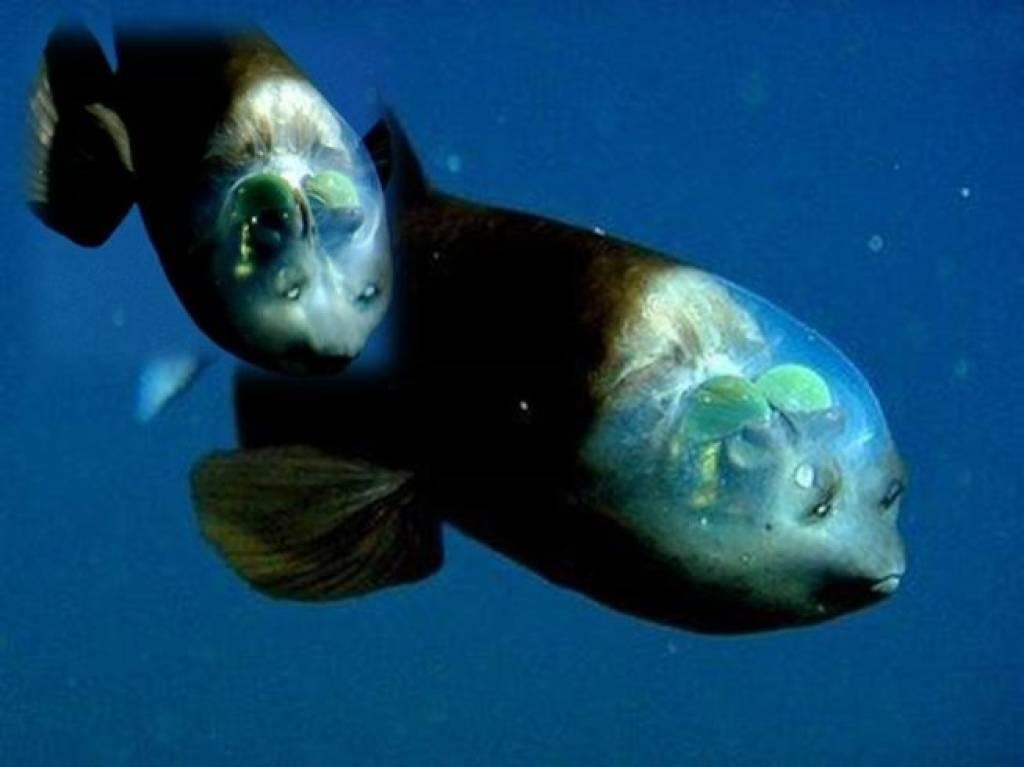 عجیب ترین حیوانات دریایی: ماکروپینا میکروستوما