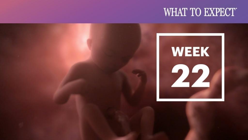 هفته بیست و دوم بارداری یعنی چند ماهگی؛ حرکت جنین و تغذیه هفته 22