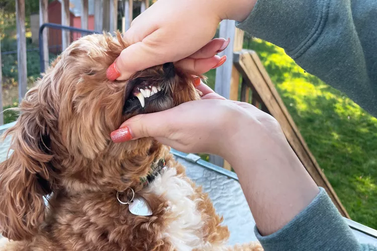 نحوه آزمایش خمیردندان ها بر روی دندان سگ ها2