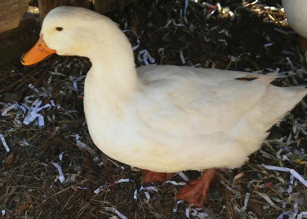 بهترین نژادهای اردک برای پرورش در خانه