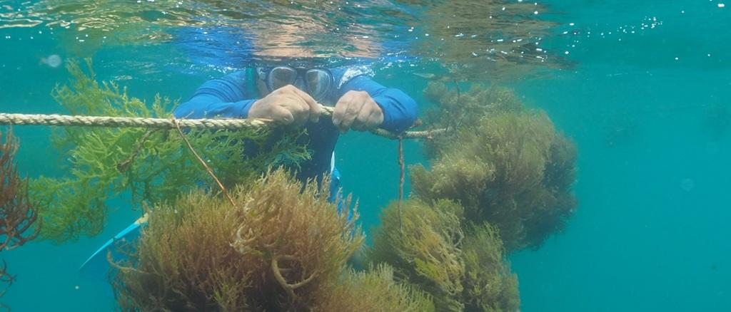 فواید جلبک دریایی 2