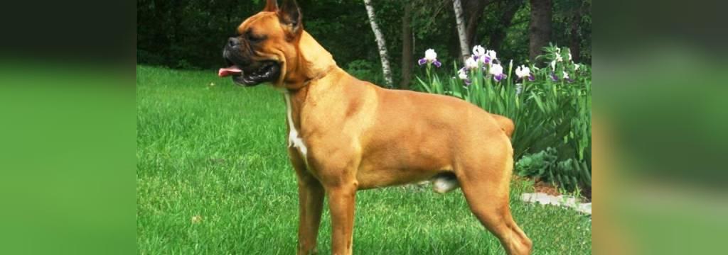 25 سگ خطرناک جهان