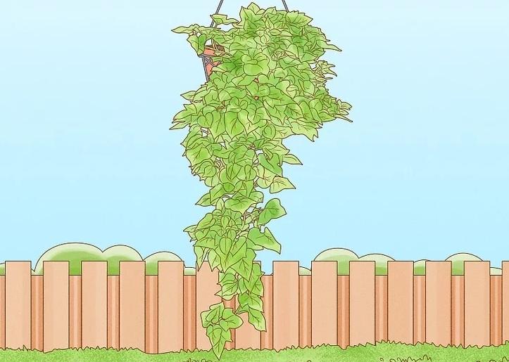 نحوه کاشت تاک های سیب زمینی شیرین 15