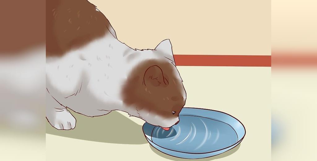 کم آبی بدن گربه می تواند باعث بروز یبوست شود