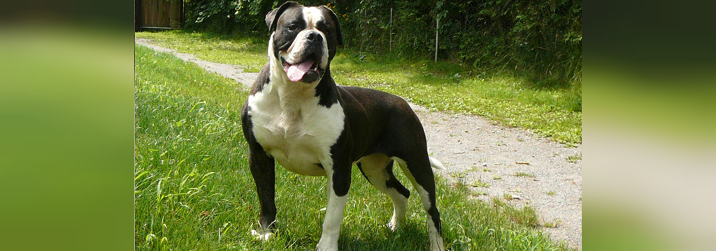 25 سگ خطرناک جهان